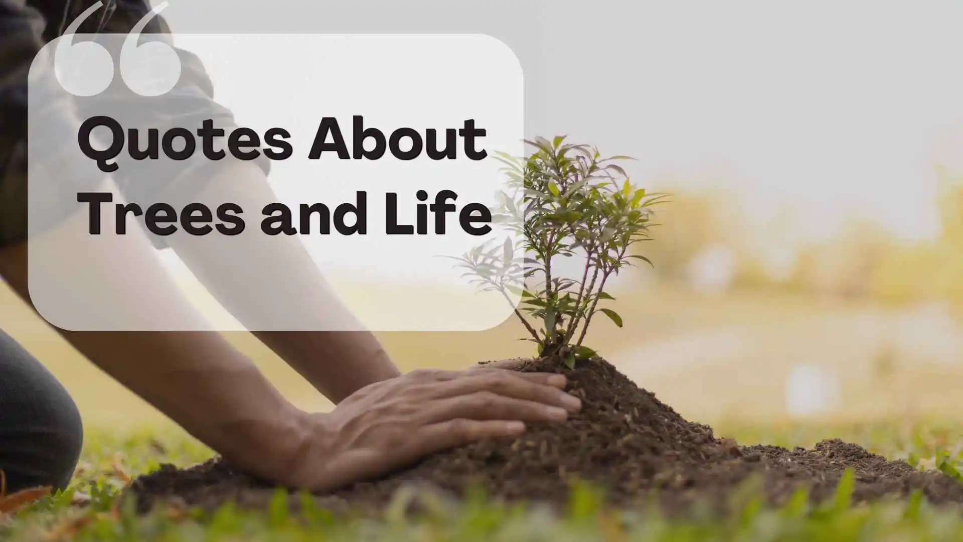 quotes about trees and life