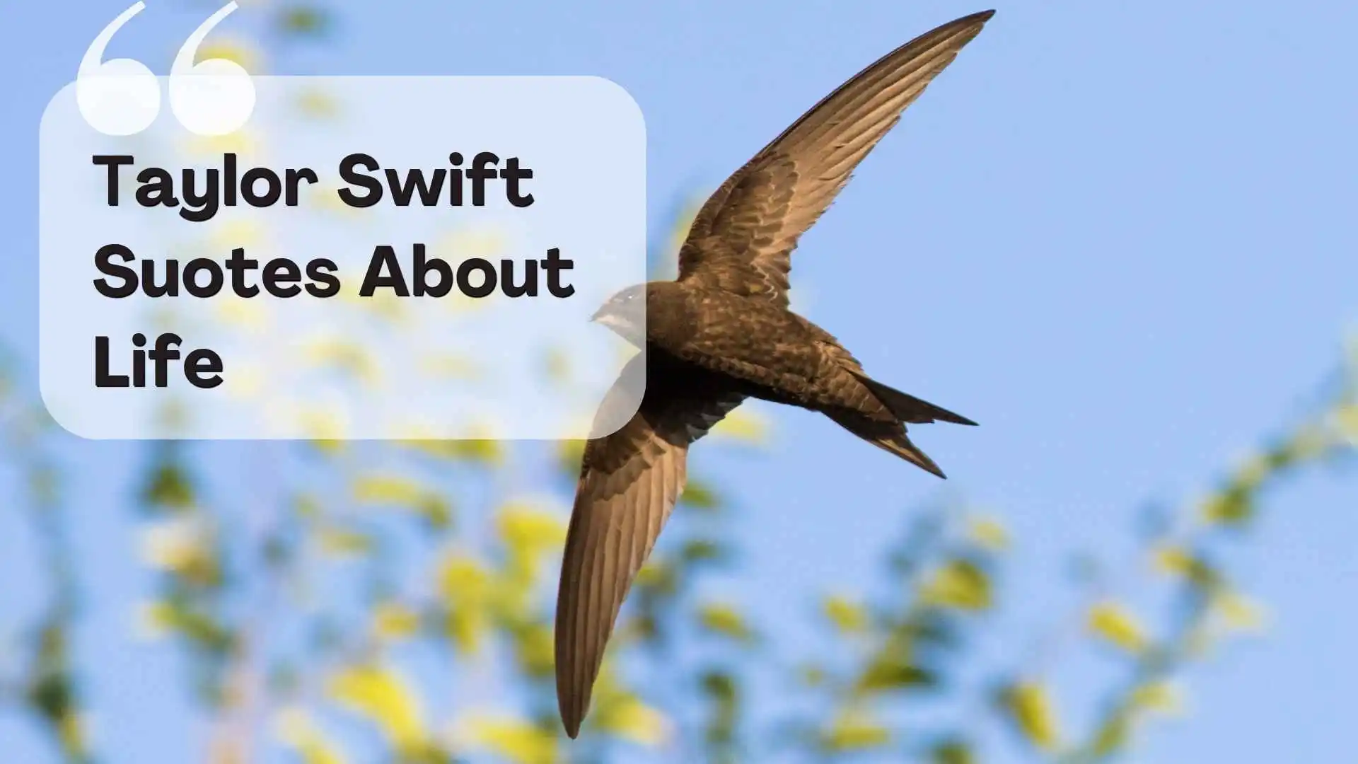 taylor swift quotes about life